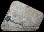 Discosauriscus (Early Permian Reptiliomorph) #62692-1